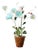 The Green Vase Himalayan Poppy Plant For Sale