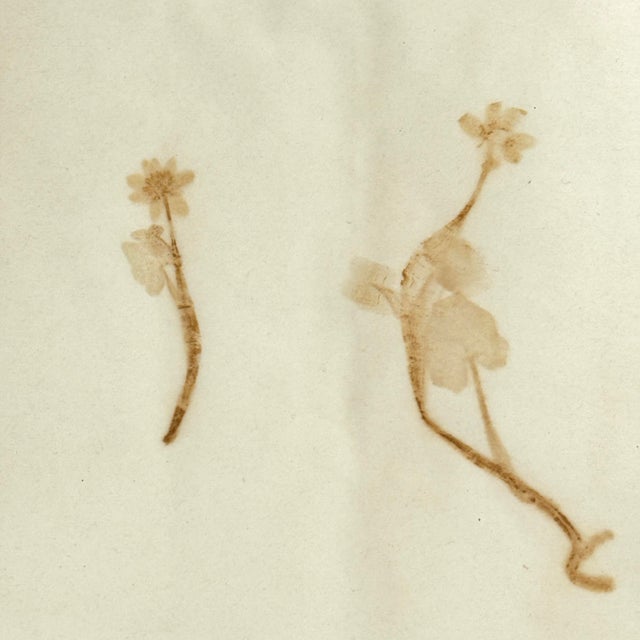 Tan Pair of 19th-Century German Botanical Herbarium Sheets With Ranunculus Specimens (C. 1850) For Sale - Image 8 of 8