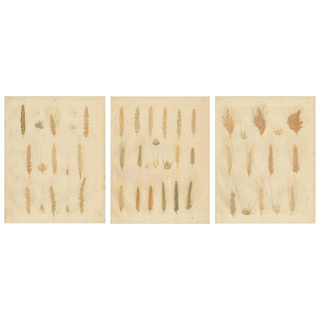 Calwer, Wheat and Barley Botanical Plates, 1852, Prints, Set of 3 For Sale - Image 9 of 9