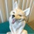 Large Italian Ceramic Wolf/Fox Figure For Sale - Image 4 of 8