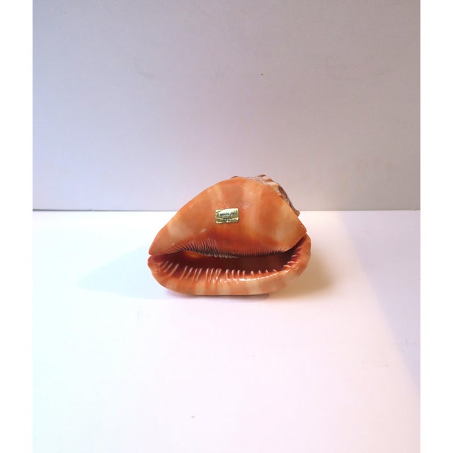 Brown Italian Cameo Shell Seashell, Neoclassical Style, Mid-20th Century, Italy For Sale - Image 8 of 8