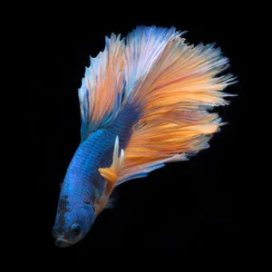 "Betta 75" Contemporary Photograph of a Fish