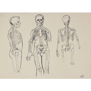 Anatomical Skeleton Study 1950s Ink For Sale