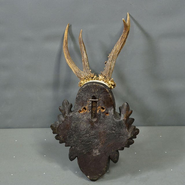 Red Deer Trophy by Franz Joseph, Prince of Thurn and Taxis, 1969 For Sale - Image 4 of 7