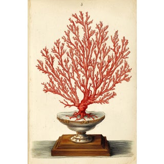 Red Sea Gorgonian Coral — Antique Natural History Illustration For Sale