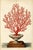 Red Sea Gorgonian Coral — Antique Natural History Illustration For Sale