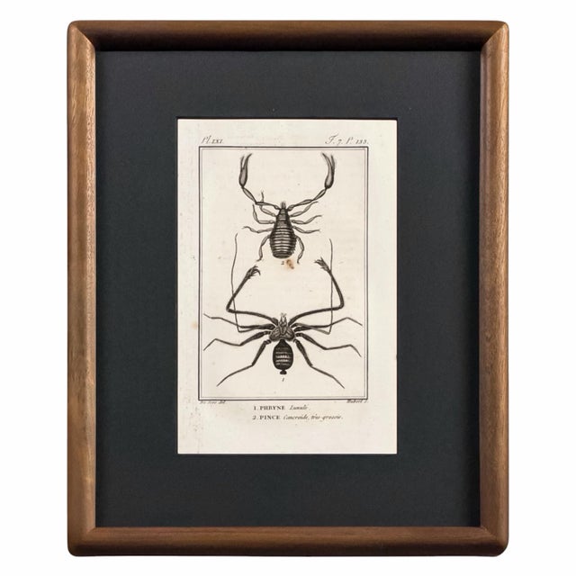Early 19th Century Cabinet of Curiosities, Set of 9 | Buffon Natural History Engravings of Spiders, Insects & Reptiles For Sale - Image 4 of 11