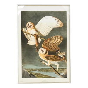 Audobon Barn Owl Plate #171 Havell Oppenheimer Edition