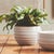 Kenneth Ludwig Chicago Chryssa Pot For Sale - Image 4 of 4