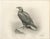 1900 - 1909 British Eagle Photogravures by L. M. Medland, 1908, Set of 2 For Sale - Image 5 of 9