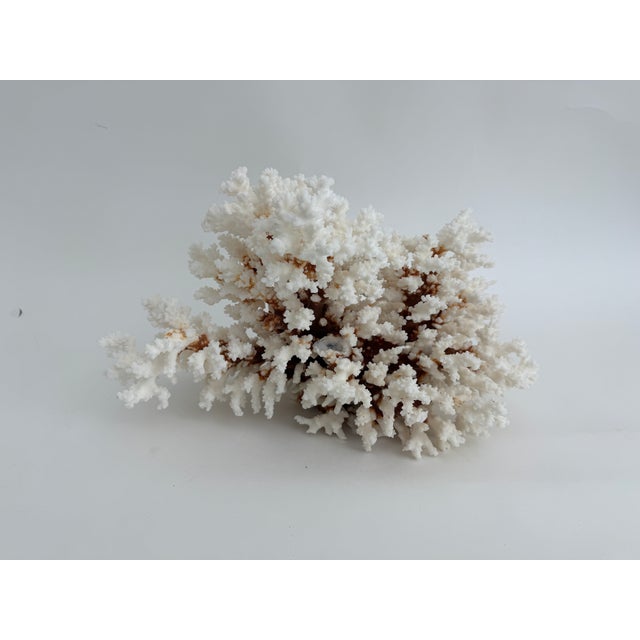 Exceptional Natural Brown Stem Coral Specimen For Sale - Image 10 of 11