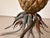 Metal Polychrome Iron Pineapple Coffee Table with Glass Top, 1900 For Sale - Image 7 of 18