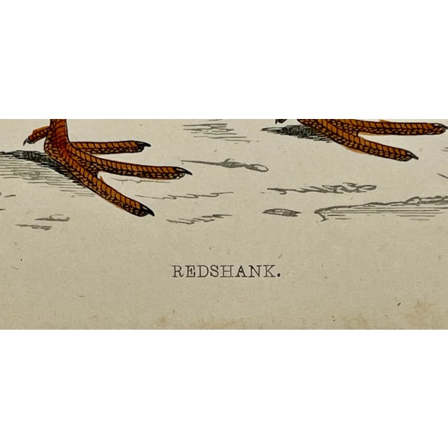 Antique Bird Print From England Showcasing a Red Shank - Circa 1880 For Sale - Image 9 of 11