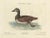 Seligmann, Small Brown and White Duck, 1770, Paper For Sale - Image 6 of 7
