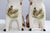 Ceramic Pair of Staffordshire English Porcelain Cats With Painted Pheasants For Sale - Image 7 of 15
