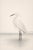 Black Coastal Heron & Egret Diptych, Neutral Shorebird Art Print Set, 20" X 30" For Sale - Image 8 of 10