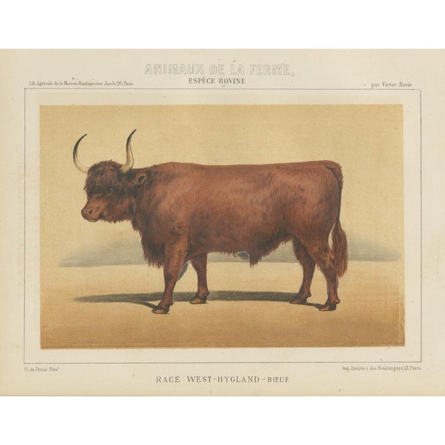 Olivier De Penne, West Highland Ox, Scottish Cattle, 1863, Chromolithograph For Sale - Image 9 of 9