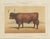 Olivier De Penne, West Highland Ox, Scottish Cattle, 1863, Chromolithograph For Sale - Image 9 of 9