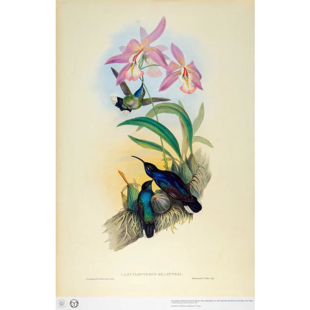 This is a special-edition facsimile of the Violet Sabrewing or Campylopterus Delattrei (Plate 45) from Volume II of A...