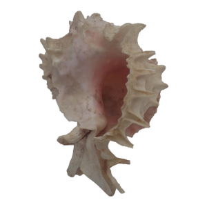 Spiny Murex Shell With Blush Pink Interior