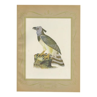 Descourtilz, Harpy Eagle, Brazilian Bird Print, 1944, Paper For Sale