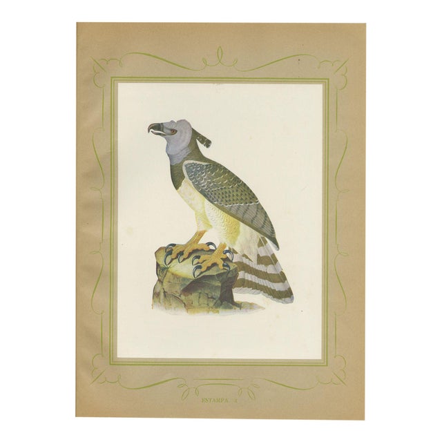 Descourtilz, Harpy Eagle, Brazilian Bird Print, 1944, Paper For Sale