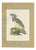 Descourtilz, Harpy Eagle, Brazilian Bird Print, 1944, Paper For Sale