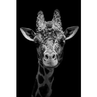 Michelle Jones / Eyeem, Close-Up Portrait of Giraffe Against Black Background, Photographic Paper For Sale