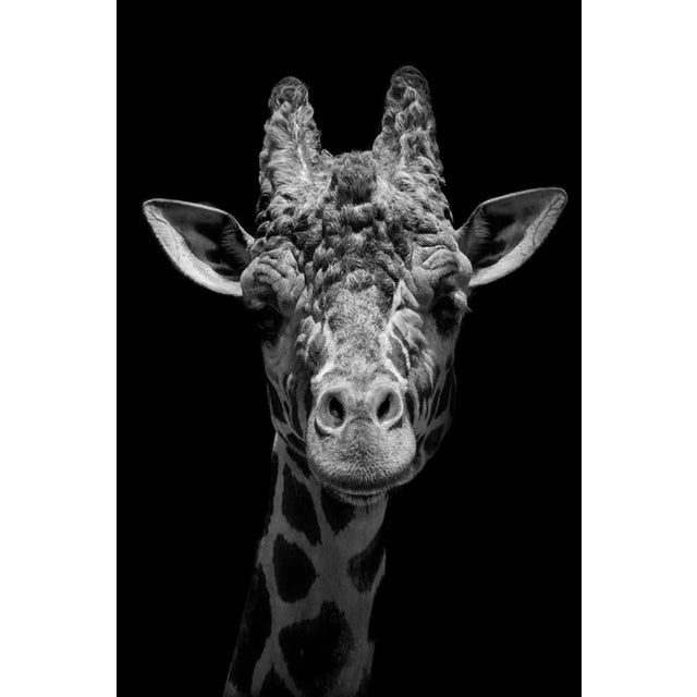 Michelle Jones / Eyeem, Close-Up Portrait of Giraffe Against Black Background, Photographic Paper For Sale