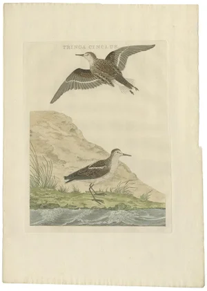 Sepp and Nozeman, Dutch Ornithology, 1797, Paper