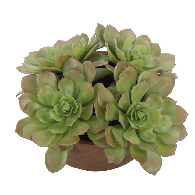 2020s Sable Succulent Accent In Pot For Sale - Image 5 of 7