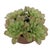 2020s Sable Succulent Accent In Pot For Sale - Image 5 of 7