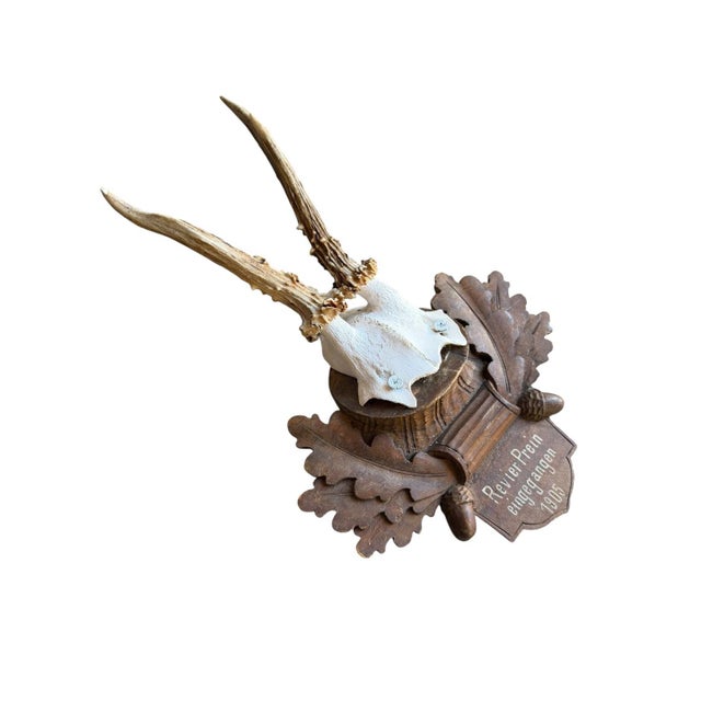 Roe deer trophy mounted on a wood plaque with oak leaves and acorns.