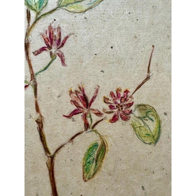 Rustic Henry Emil Salloch Original Watercolor on Paper Botanical Study of a Sweetbrush Branch, 1941. For Sale - Image 3 of 6