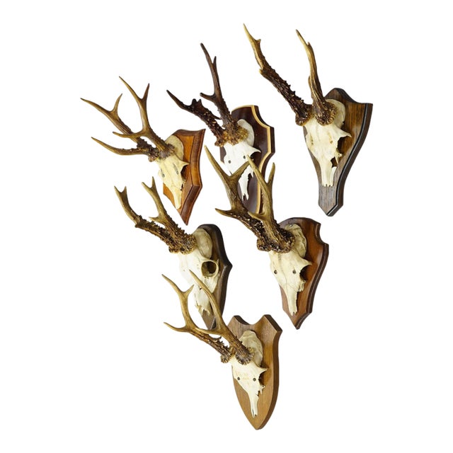 Vintage Set of Six Roe Deer Trophies on Wooden Plaques Germany ca.1950/1960s For Sale