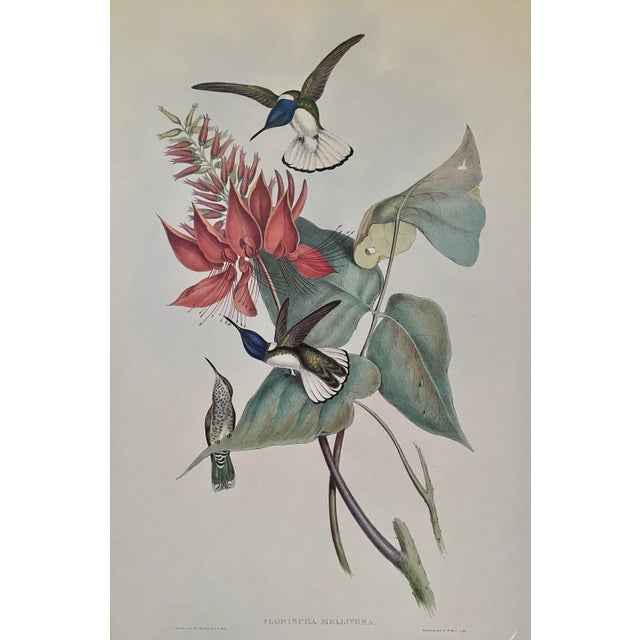 Hummingbird Lithograph After John Gould For Sale