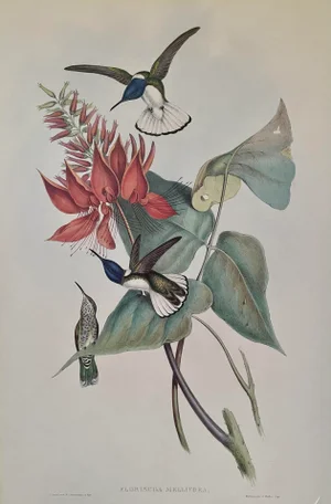 Hummingbird Lithograph After John Gould