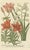 Mid 18th Century Johann Weinmann, Botanical Elegance, 1748, Print For Sale - Image 5 of 6
