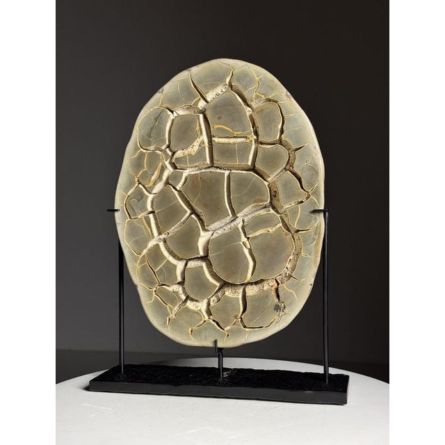 Septaria on Custom Stand For Sale - Image 18 of 18
