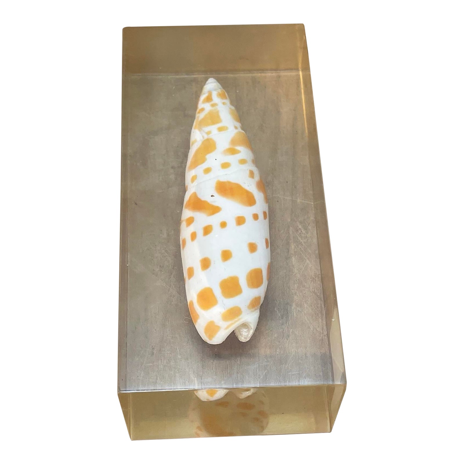 Vintage Bishop's Miter Shell Paperweight Lucite Encased | Chairish