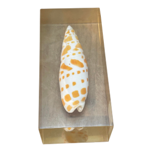 Vintage Bishop's Miter Shell Paperweight Lucite Encased