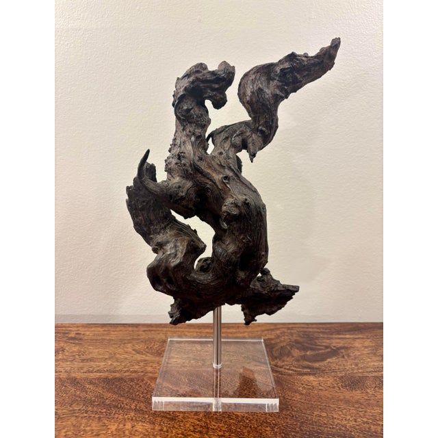 Mid-Century Modern Vintage Coastal Burl Wood Sculpture on Lucite Base, Natural Fantasy Form For Sale - Image 3 of 10