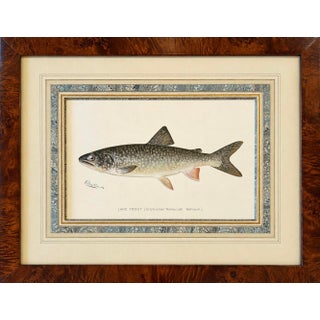 Lake Trout Fish Original Chromolithograph by Sherman F. Denton in Burl Wood Frame, 1897 For Sale