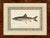 Lake Trout Fish Original Chromolithograph by Sherman F. Denton in Burl Wood Frame, 1897 For Sale
