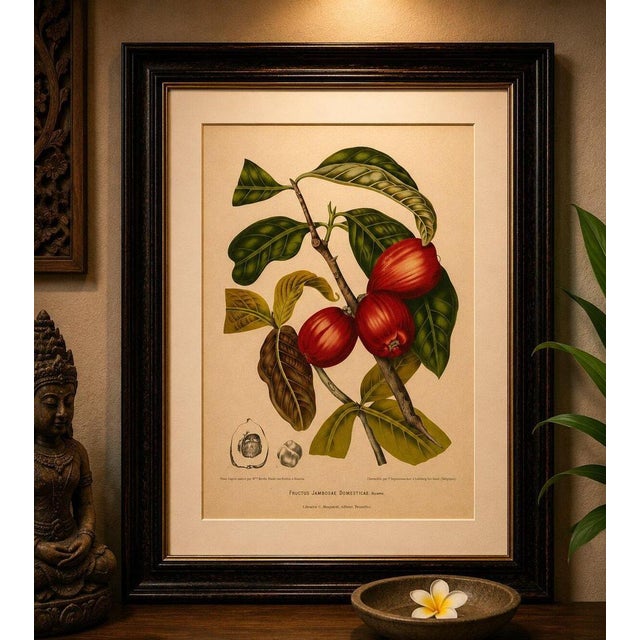 Antique wax apple fruit botanical chromolithograph by hoola van nooten, c. 1880 : a magnificent original antique botanical...