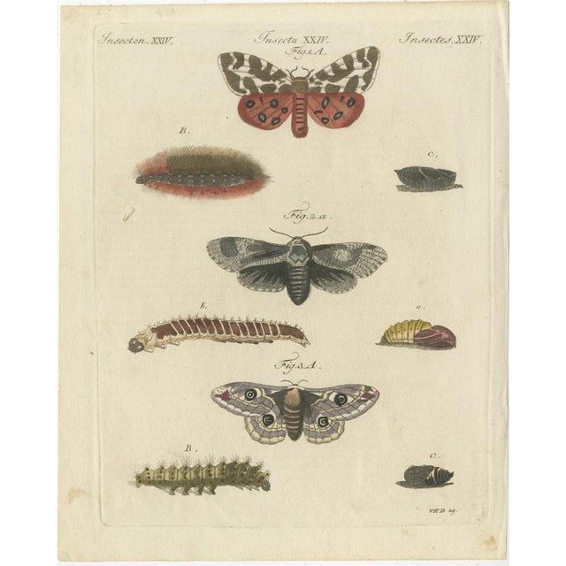 Bertuch, Garden Tiger Moth and Emperor Moth, 1805, Print For Sale - Image 3 of 12