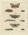 Bertuch, Garden Tiger Moth and Emperor Moth, 1805, Print For Sale - Image 3 of 12