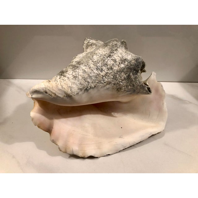 Make a statement with this beautiful all-natural Large Harbour Island Conch Shell. Whether you choose to place it atop...