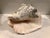 Make a statement with this beautiful all-natural Large Harbour Island Conch Shell. Whether you choose to place it atop...