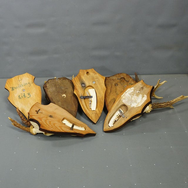 Vintage Set of Six Roe Deer Trophies on Wooden Plaques Germany Ca. 1960s For Sale - Image 9 of 9